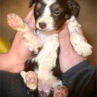 Red Tri Mini Female Aussiepoo, a female Miniature Aussiedoodle for sale in Woodruff, SC – Photo 9 of 9