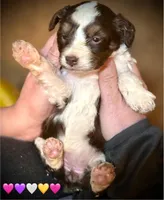 Red Tri Mini Female Aussiepoo, a female Miniature Aussiedoodle for sale in Woodruff, SC – Photo 9 of 9