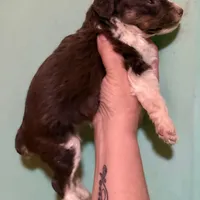 Red Tri Mini Female Aussiepoo, a female Miniature Aussiedoodle for sale in Woodruff, SC – Photo 8 of 9