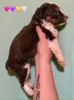 Red Tri Mini Female Aussiepoo, a female Miniature Aussiedoodle for sale in Woodruff, SC – Photo 8 of 9