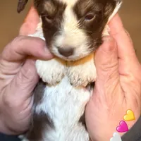 Red Tri Mini Female Aussiepoo, a female Miniature Aussiedoodle for sale in Woodruff, SC – Photo 6 of 9