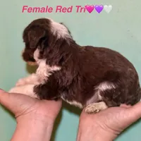 Red Tri Mini Female Aussiepoo, a female Miniature Aussiedoodle for sale in Woodruff, SC – Photo 7 of 9