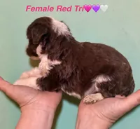 Red Tri Mini Female Aussiepoo, a female Miniature Aussiedoodle for sale in Woodruff, SC – Photo 7 of 9