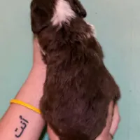 Red Tri Mini Female Aussiepoo, a female Miniature Aussiedoodle for sale in Woodruff, SC – Photo 4 of 9