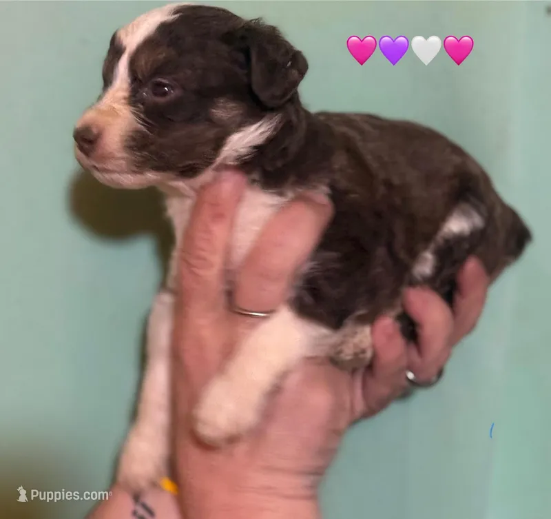 Red Tri Mini Female Aussiepoo