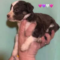 Red Tri Mini Female Aussiepoo, a female Miniature Aussiedoodle for sale in Woodruff, SC – Photo 1 of 9