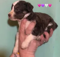 Red Tri Mini Female Aussiepoo, a female Miniature Aussiedoodle for sale in Woodruff, SC – Photo 1 of 9