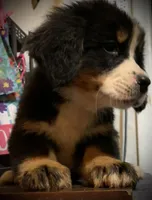 Claude AKC Berner Male, a male Bernese Mountain Dog for sale in Woodruff, SC – Photo 3 of 9