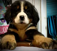Claude AKC Berner Male, a male Bernese Mountain Dog for sale in Woodruff, SC – Photo 9 of 9