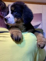 Claude AKC Berner Male, a male Bernese Mountain Dog for sale in Woodruff, SC – Photo 1 of 9