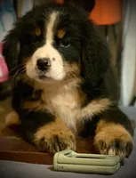 Claude AKC Berner Male, a male Bernese Mountain Dog for sale in Woodruff, SC – Photo 2 of 9