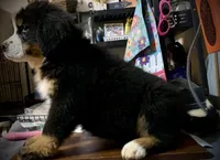 Claude AKC Berner Male, a male Bernese Mountain Dog for sale in Woodruff, SC – Photo 8 of 9