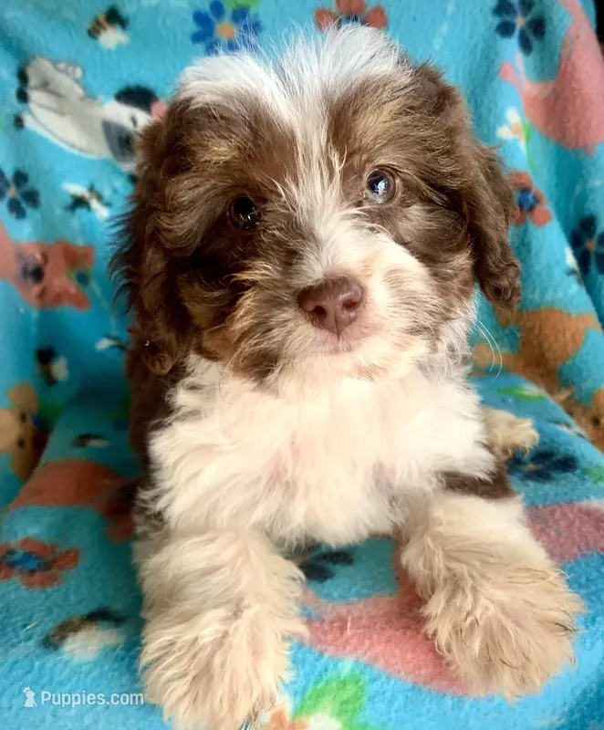 Ruby Red Mini – Miniature Aussiedoodle puppy for sale in Woodruff, SC