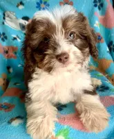 Ruby Red Mini, a female Miniature Aussiedoodle for sale in Woodruff, SC – Photo 1 of 10