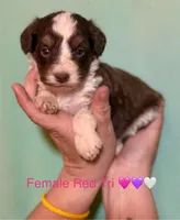 Ruby Red Mini, a female Miniature Aussiedoodle for sale in Woodruff, SC – Photo 10 of 10