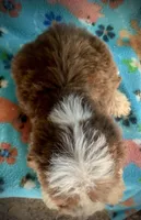 Ruby Red Mini, a female Miniature Aussiedoodle for sale in Woodruff, SC – Photo 3 of 10