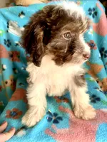 Ruby Red Mini, a female Miniature Aussiedoodle for sale in Woodruff, SC – Photo 8 of 10