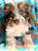 Ruby Red Mini, a female Miniature Aussiedoodle for sale in Woodruff, SC – Photo 7 of 10