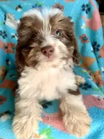 Ruby Red Mini, a female Miniature Aussiedoodle for sale in Woodruff, SC – Photo 9 of 10