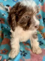 Ruby Red Mini, a female Miniature Aussiedoodle for sale in Woodruff, SC – Photo 5 of 10