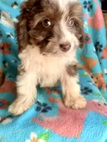 Ruby Red Mini, a female Miniature Aussiedoodle for sale in Woodruff, SC – Photo 6 of 10