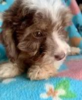 Ruby Red Mini, a female Miniature Aussiedoodle for sale in Woodruff, SC – Photo 2 of 10