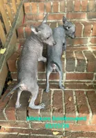 Sangria Mini/interm Xolo, a female Xoloitzcuintli for sale in Woodruff, SC – 3 of 10