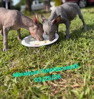 Sangria Mini/interm Xolo, a female Xoloitzcuintli for sale in Woodruff, SC – 9 of 10