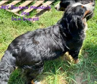 Claira-Belle AKC, a female Bernese Mountain Dog for sale in Woodruff, SC – Photo 7 of 8