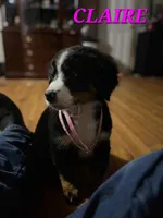 Claira-Belle AKC, a female Bernese Mountain Dog for sale in Woodruff, SC – Photo 3 of 8