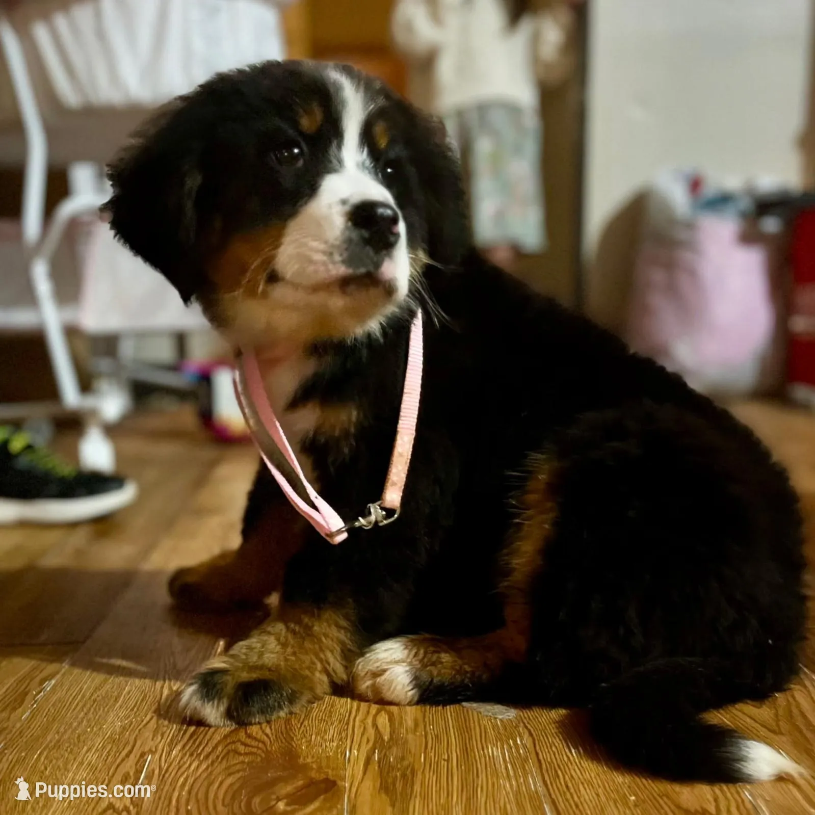 Claira-Belle AKC, a female Bernese Mountain Dog for sale in Woodruff, SC – Photo 4 of 8