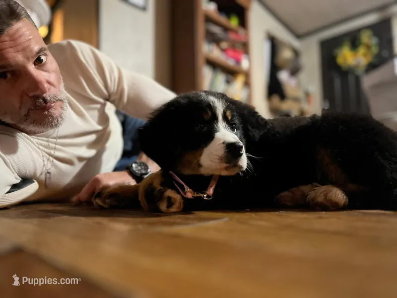 Claira-Belle AKC – Bernese Mountain Dog puppy for sale in Woodruff, SC