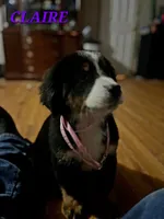 Claira-Belle AKC, a female Bernese Mountain Dog for sale in Woodruff, SC – Photo 2 of 8