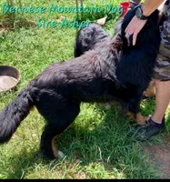 Claira-Belle AKC, a female Bernese Mountain Dog for sale in Woodruff, SC – Photo 5 of 8