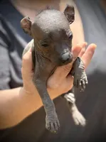 Sangria Mini/interm Xolo, a female Xoloitzcuintli for sale in Woodruff, SC – Photo 2 of 7