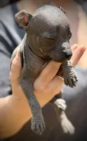 Sangria Mini/interm Xolo, a female Xoloitzcuintli for sale in Woodruff, SC – Photo 5 of 7