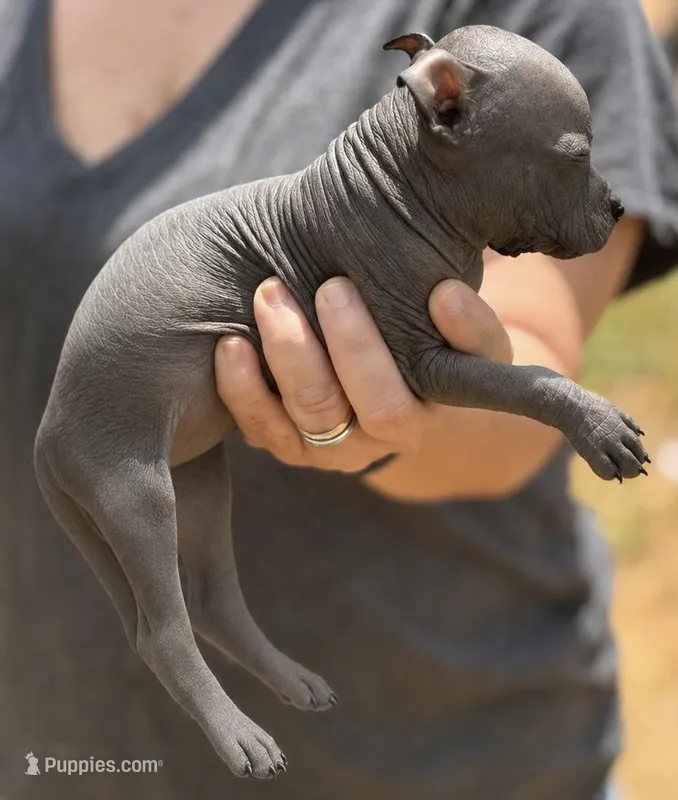 Sangria Mini/interm Xolo – Xoloitzcuintli puppy for sale in Woodruff, SC