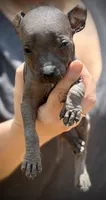 Sangria Mini/interm Xolo, a female Xoloitzcuintli for sale in Woodruff, SC – Photo 3 of 7