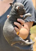 Sangria Mini/interm Xolo, a female Xoloitzcuintli for sale in Woodruff, SC – Photo 4 of 7