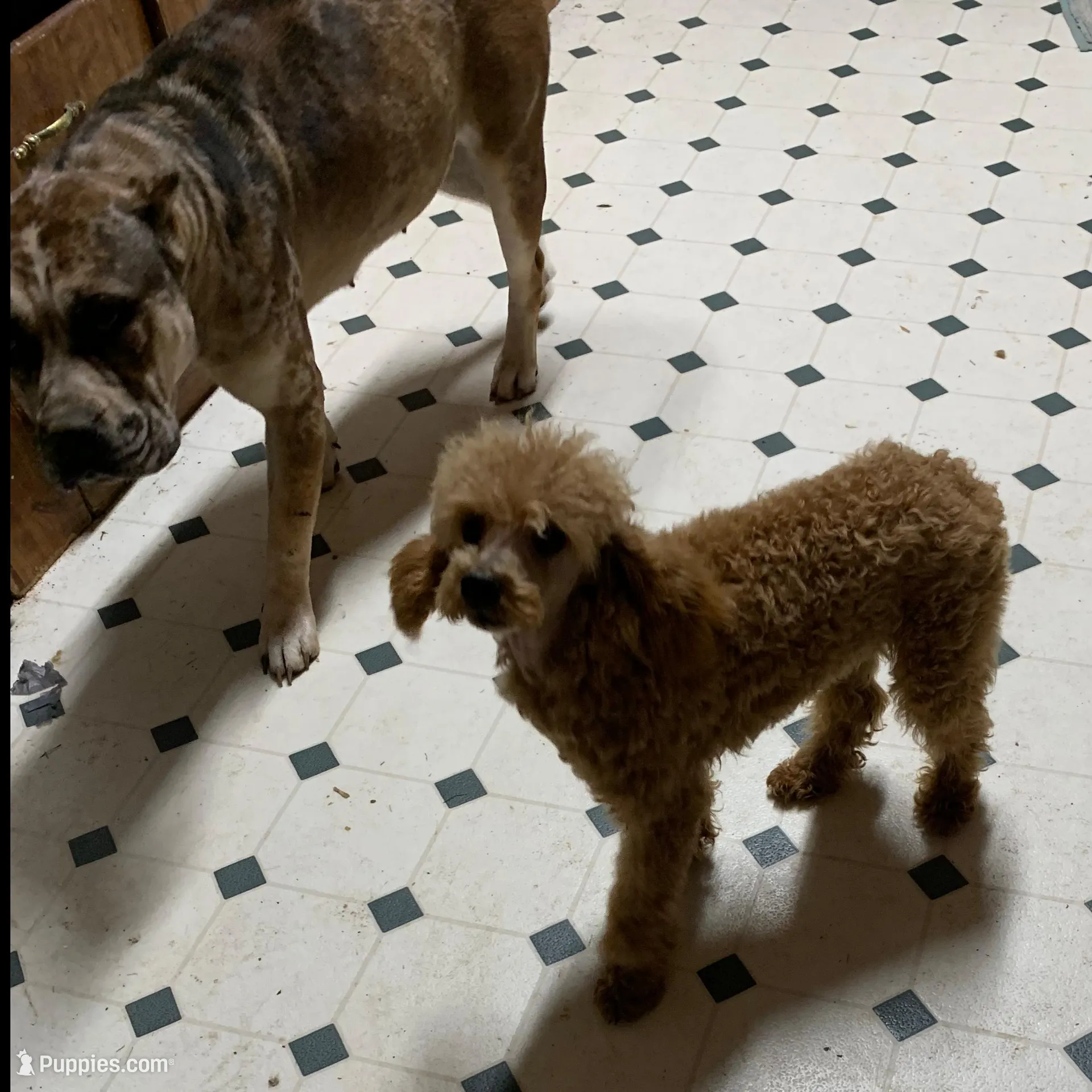 Ollie Oxenhauser Red Mini , a male Poodle - Miniature  for sale in Woodruff, SC – Photo 4 of 7