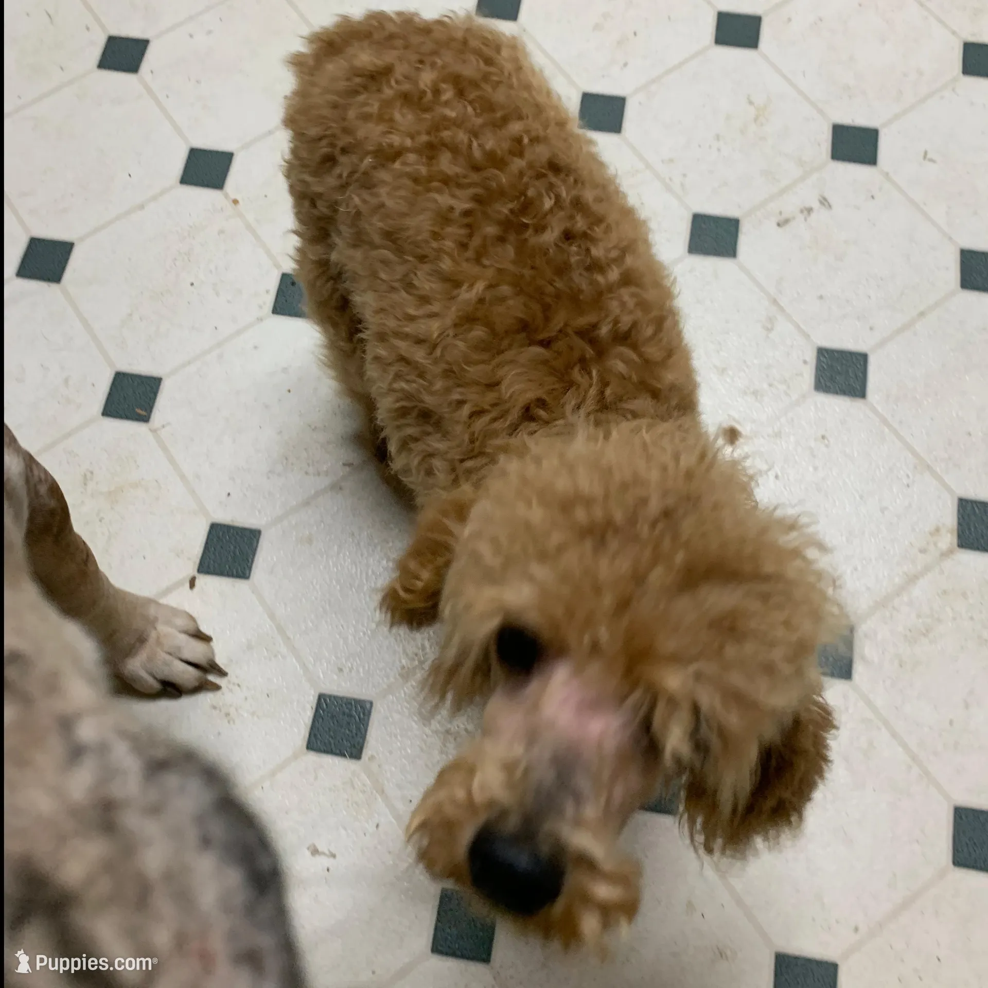 Ollie Oxenhauser Red Mini , a male Poodle - Miniature  for sale in Woodruff, SC – Photo 7 of 7