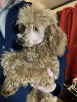Ollie Oxenhauser Red Mini , a male Poodle - Miniature  for sale in Woodruff, SC – Photo 6 of 7