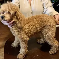 Ollie Oxenhauser Red Mini , a male Poodle - Miniature  for sale in Woodruff, SC – Photo 3 of 5