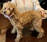 Ollie Oxenhauser Red Mini , a male Poodle - Miniature  for sale in Woodruff, SC – Photo 2 of 7