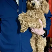 Ollie Oxenhauser Red Mini , a male Poodle - Miniature  for sale in Woodruff, SC – Photo 5 of 5