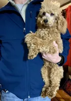 Ollie Oxenhauser Red Mini , a male Poodle - Miniature  for sale in Woodruff, SC – Photo 5 of 7
