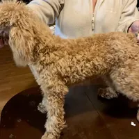 Ollie Oxenhauser Red Mini , a male Poodle - Miniature  for sale in Woodruff, SC – Photo 2 of 5