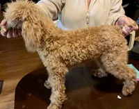 Ollie Oxenhauser Red Mini , a male Poodle - Miniature  for sale in Woodruff, SC – Photo 1 of 7