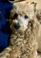 Ollie Oxenhauser Red Mini , a male Poodle - Miniature  for sale in Woodruff, SC – Photo 3 of 7