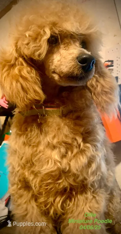 Ollie Oxenhauser Red Mini  – Poodle - Miniature  puppy for sale in Woodruff, SC